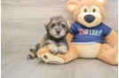 Cute Mini Schnoodle Baby