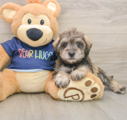 6 week old Mini Schnoodle Puppy For Sale - Puppy Love PR