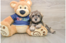 Mini Schnoodle Puppy for Adoption