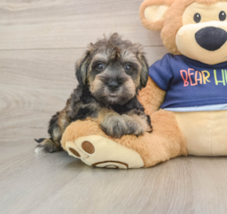 6 week old Mini Schnoodle Puppy For Sale - Puppy Love PR