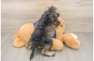 Cute Mini Schnoodle Poodle Mix Pup