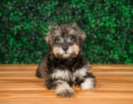 11 week old Mini Schnoodle Puppy For Sale - Puppy Love PR