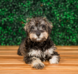 11 week old Mini Schnoodle Puppy For Sale - Puppy Love PR