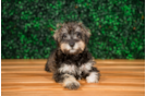Cute Mini Schnoodle Baby