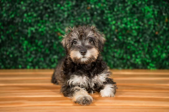 Cute Mini Schnoodle Baby