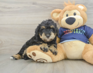 6 week old Mini Schnoodle Puppy For Sale - Puppy Love PR