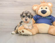 5 week old Mini Schnoodle Puppy For Sale - Puppy Love PR