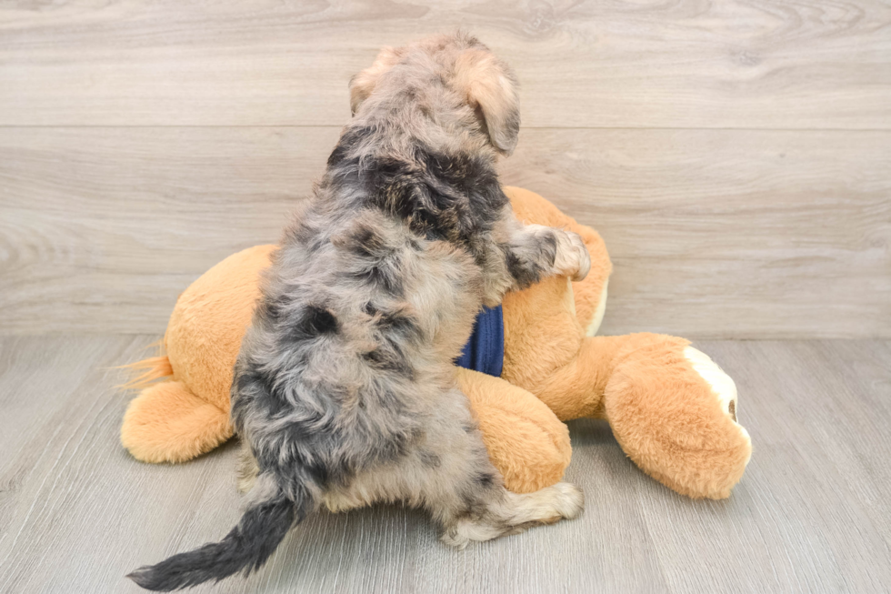 Mini Schnoodle Pup Being Cute