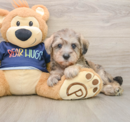 6 week old Mini Schnoodle Puppy For Sale - Puppy Love PR