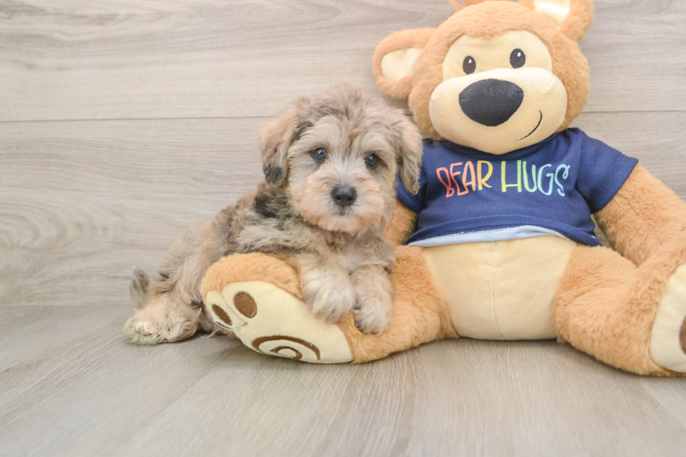 Cute Schnauzer Doodle Poodle Mix Puppy