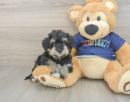 6 week old Mini Schnoodle Puppy For Sale - Puppy Love PR