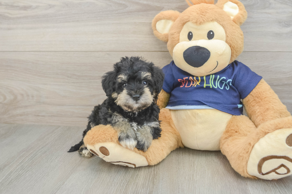 5 week old Mini Schnoodle Puppy For Sale - Puppy Love PR