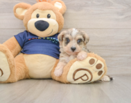 5 week old Mini Schnoodle Puppy For Sale - Puppy Love PR
