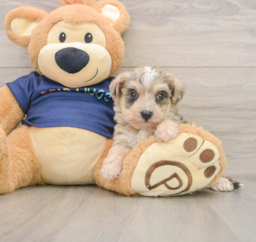 8 week old Mini Schnoodle Puppy For Sale - Puppy Love PR