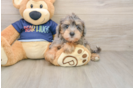 Mini Schnoodle Pup Being Cute