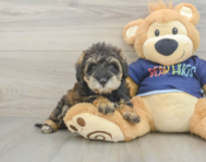 6 week old Mini Schnoodle Puppy For Sale - Puppy Love PR