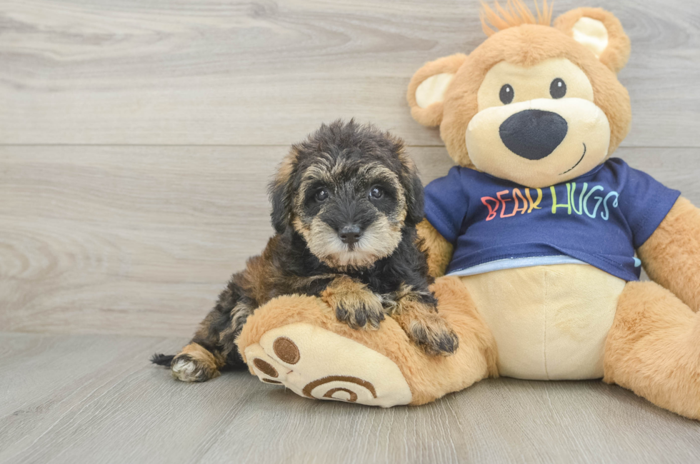 5 week old Mini Schnoodle Puppy For Sale - Puppy Love PR