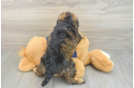 Best Mini Schnoodle Baby