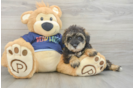 Cute Mini Schnoodle Poodle Mix Puppy