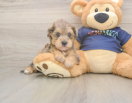 5 week old Mini Schnoodle Puppy For Sale - Puppy Love PR