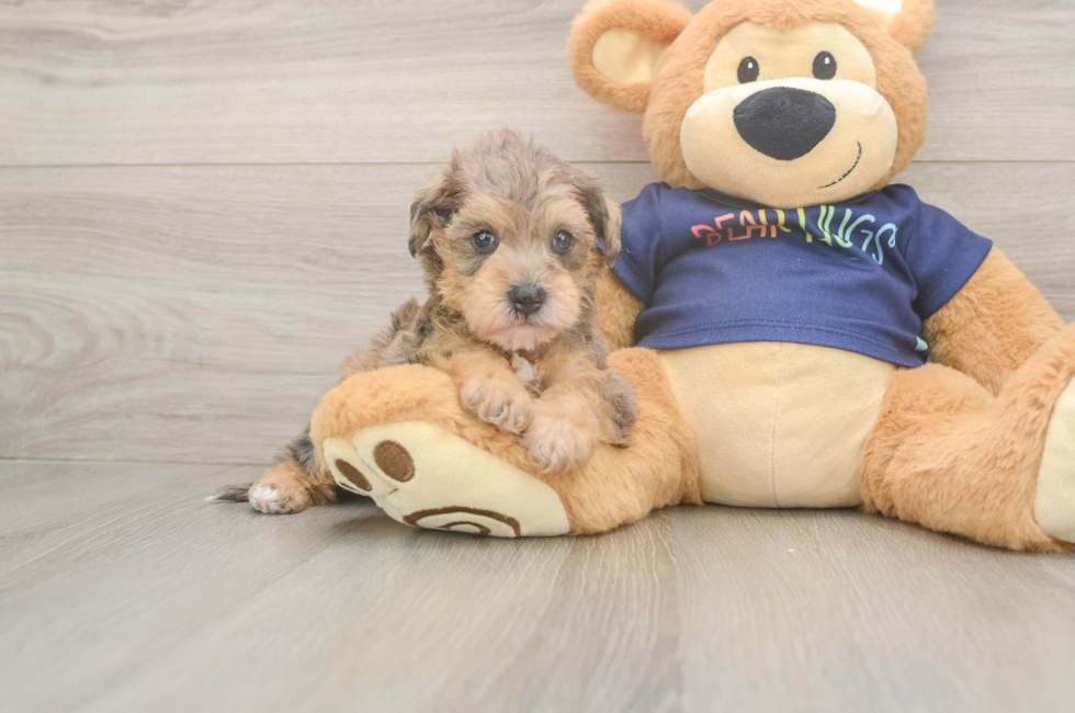 5 week old Mini Schnoodle Puppy For Sale - Puppy Love PR