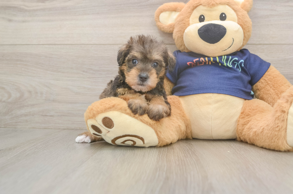 5 week old Mini Schnoodle Puppy For Sale - Puppy Love PR