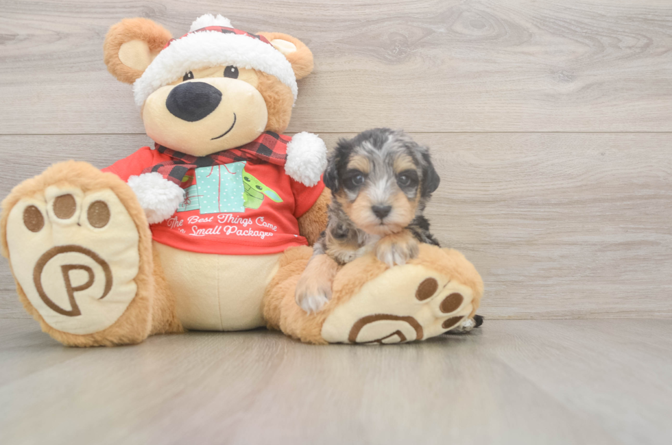 5 week old Mini Schnoodle Puppy For Sale - Puppy Love PR