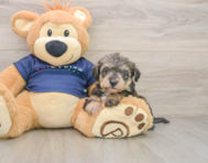 5 week old Mini Schnoodle Puppy For Sale - Puppy Love PR