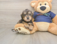 5 week old Mini Schnoodle Puppy For Sale - Puppy Love PR