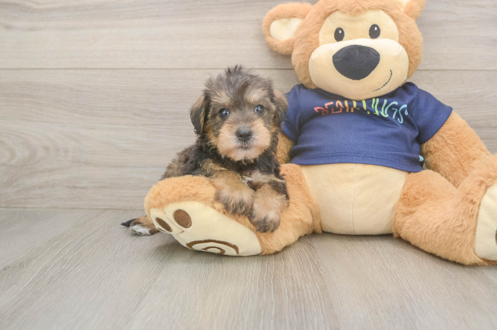 5 week old Mini Schnoodle Puppy For Sale - Puppy Love PR