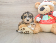 5 week old Mini Schnoodle Puppy For Sale - Puppy Love PR