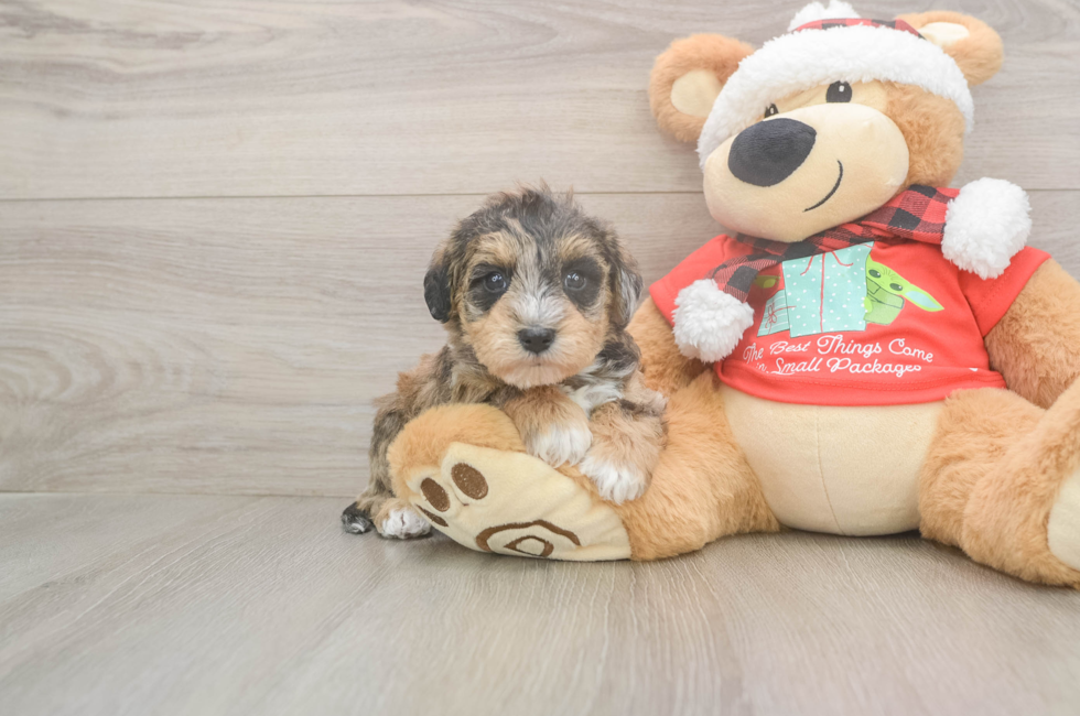 5 week old Mini Schnoodle Puppy For Sale - Puppy Love PR
