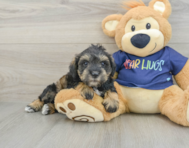 6 week old Mini Schnoodle Puppy For Sale - Puppy Love PR