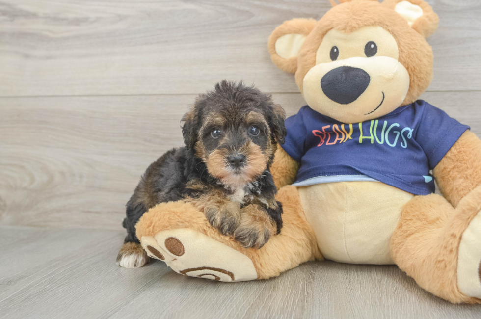 5 week old Mini Schnoodle Puppy For Sale - Puppy Love PR