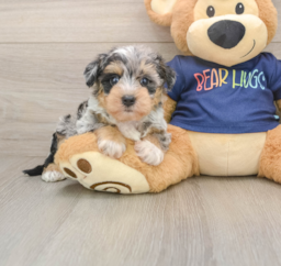 5 week old Mini Schnoodle Puppy For Sale - Puppy Love PR