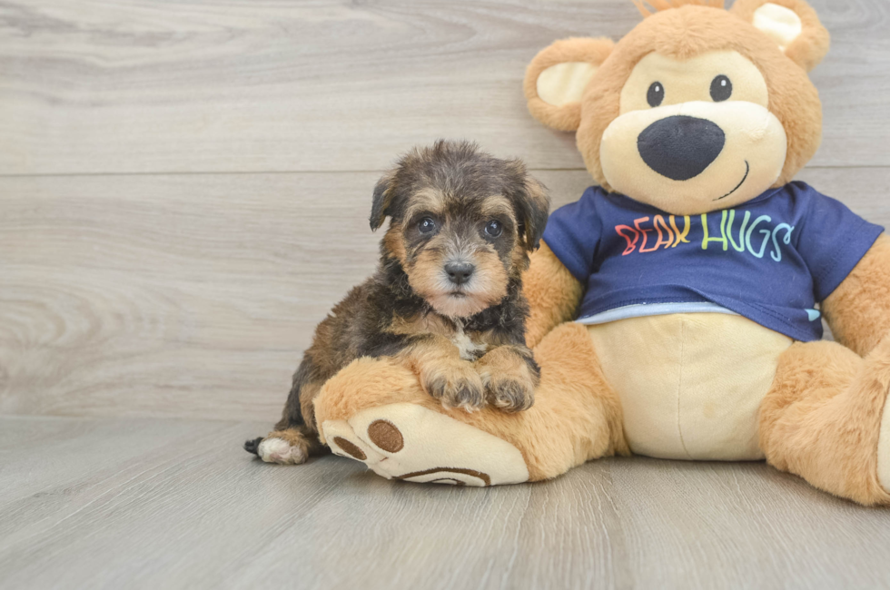 5 week old Mini Schnoodle Puppy For Sale - Puppy Love PR