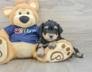 6 week old Mini Schnoodle Puppy For Sale - Puppy Love PR