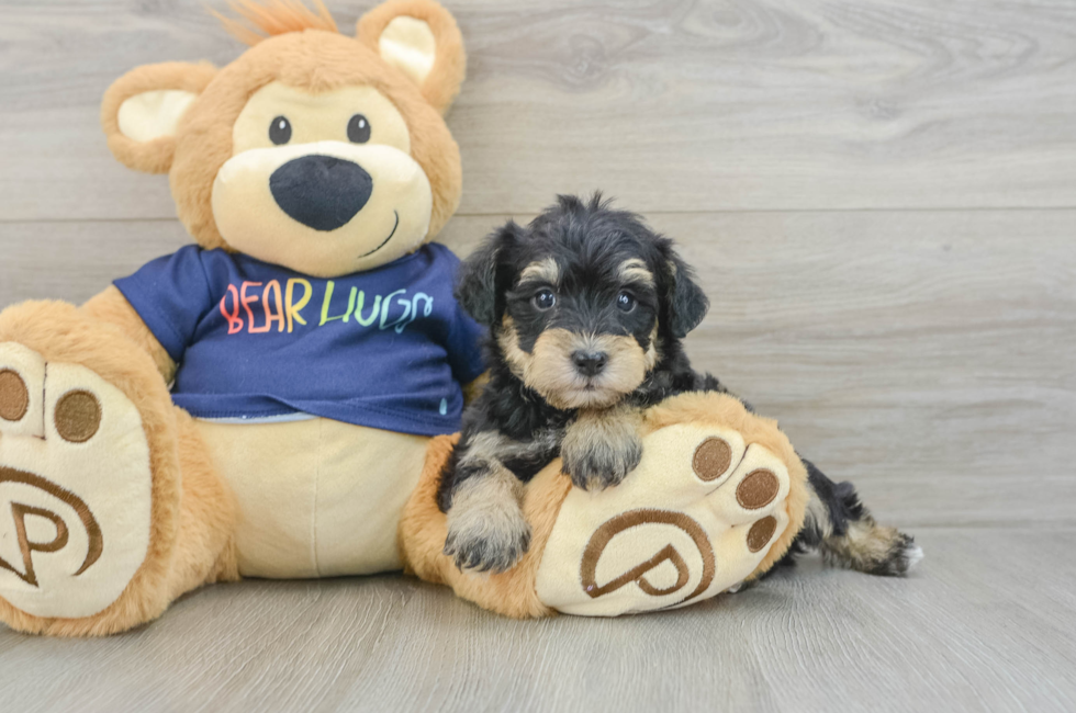 6 week old Mini Schnoodle Puppy For Sale - Puppy Love PR