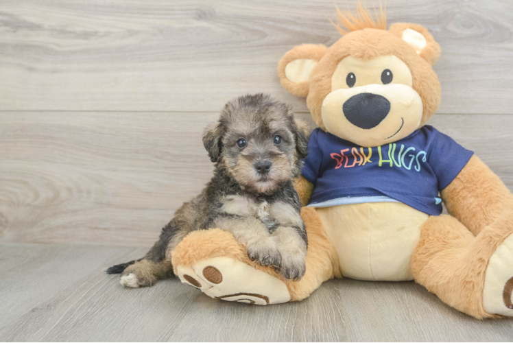 Cute Mini Schnoodle Poodle Mix Pup
