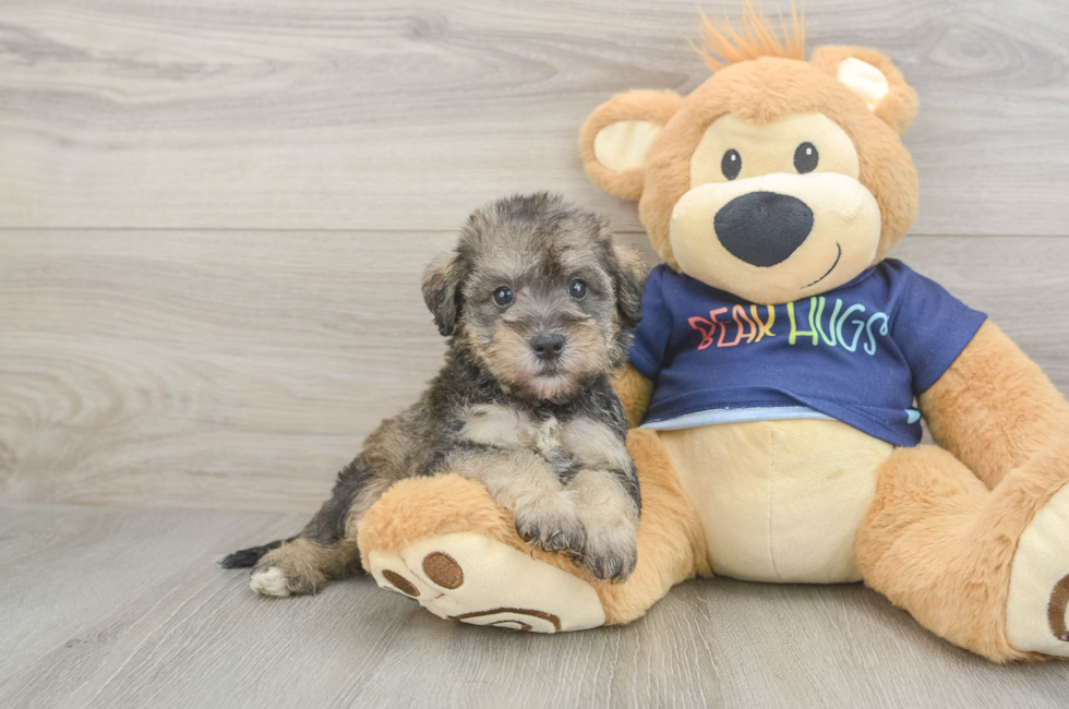 5 week old Mini Schnoodle Puppy For Sale - Puppy Love PR