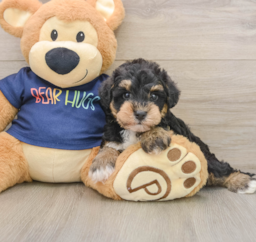 6 week old Mini Schnoodle Puppy For Sale - Puppy Love PR