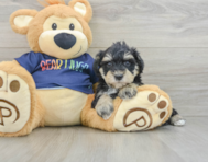 6 week old Mini Schnoodle Puppy For Sale - Puppy Love PR