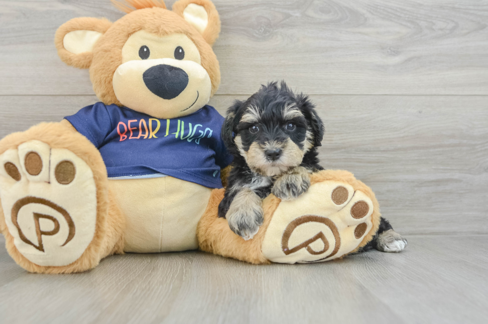 6 week old Mini Schnoodle Puppy For Sale - Puppy Love PR