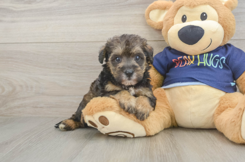 5 week old Mini Schnoodle Puppy For Sale - Puppy Love PR