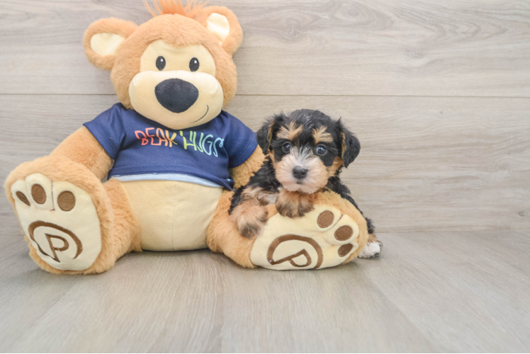 Best Mini Schnoodle Baby