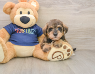 8 week old Mini Schnoodle Puppy For Sale - Puppy Love PR