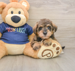 8 week old Mini Schnoodle Puppy For Sale - Puppy Love PR