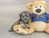 7 week old Mini Schnoodle Puppy For Sale - Puppy Love PR