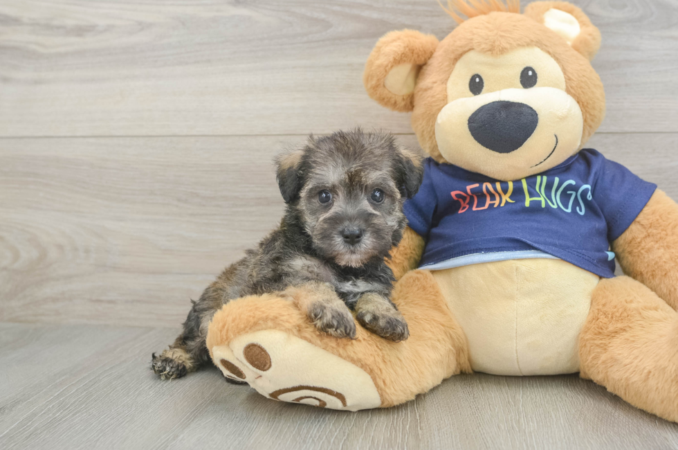 5 week old Mini Schnoodle Puppy For Sale - Puppy Love PR