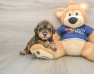 7 week old Mini Schnoodle Puppy For Sale - Puppy Love PR